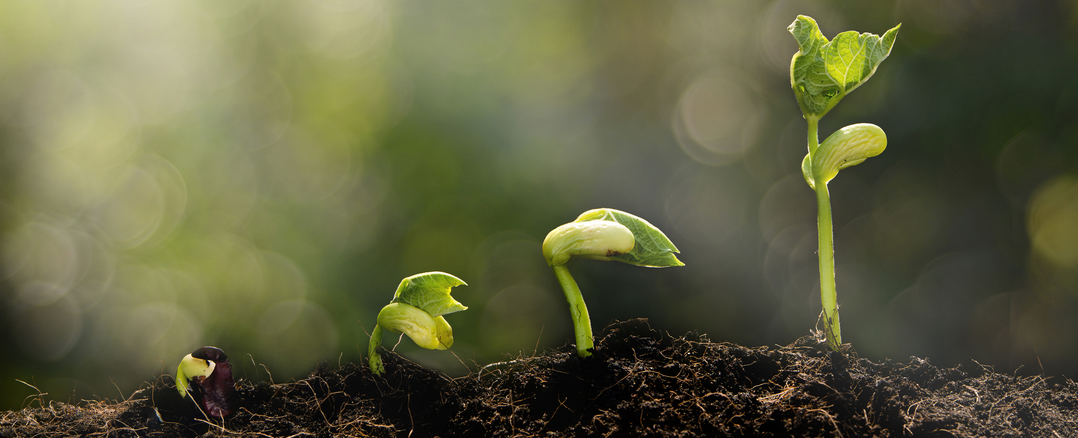 Young plant growing in the morning light and green bokeh background  , new life growth ecology concept